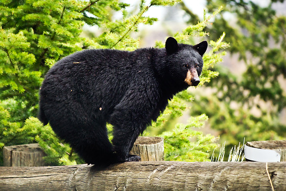 (�2010) "Rosie" (Black Bear sow and cub)