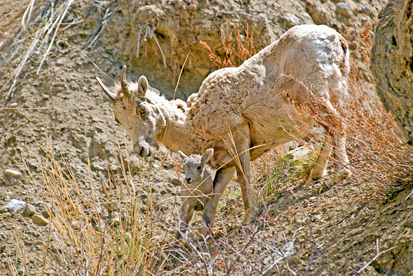 (�2010) Bighorn Sheep