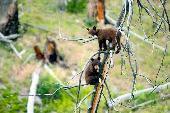(�2012) "Rosie" (Black Bear sow and two cubs)