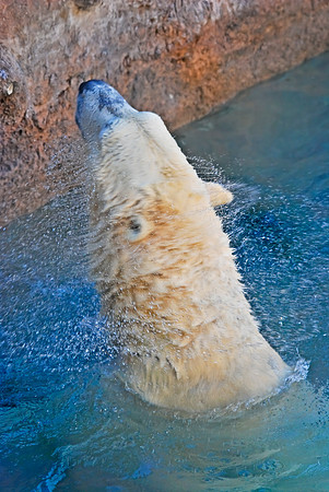 Polar Bear