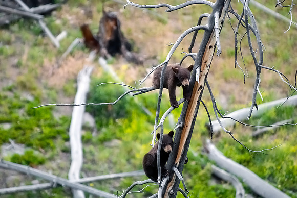 (�2012) "Rosie" (Black Bear sow and two cubs)