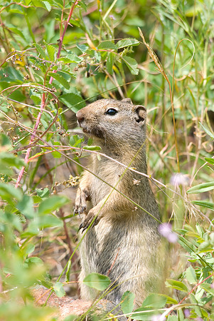 (�2009) Uinta Ground Squirrel