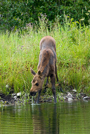 (�2009) Moose (Cow with Calf)