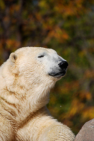 Polar Bear