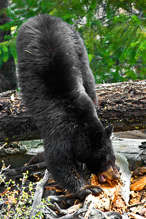 (�2010) "Rosie" (Black Bear sow and cub)