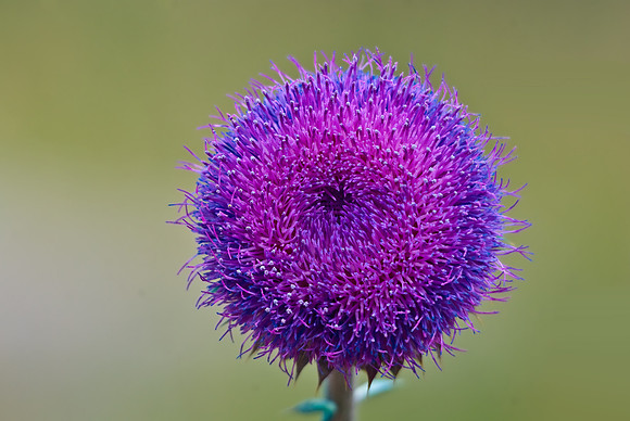 (�2009) Pincussion Flower