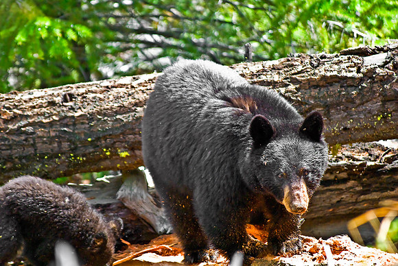 (�2010) "Rosie" (Black Bear sow and cub)