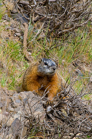(�2009) Yellow-bellied Marmot