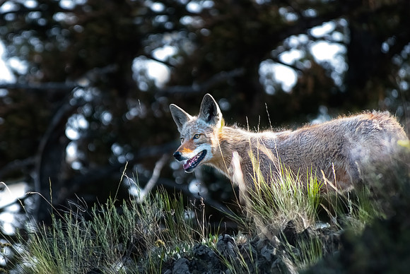 (�2012) Coyote