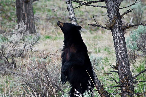 (�2010) Black Bear