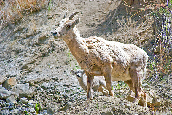 (�2010) Bighorn Sheep