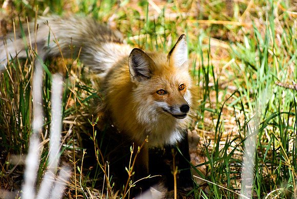 (�2010) Red Fox