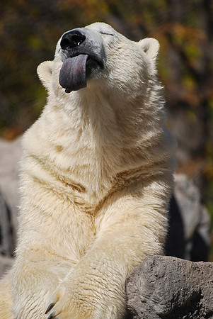 Polar Bear