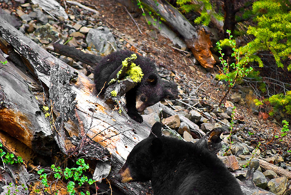 (�2010) "Rosie" (Black Bear sow and cub)