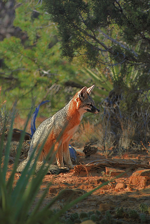 Wild Fox
