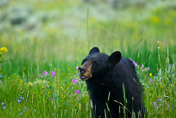 (�2009) Black Bear