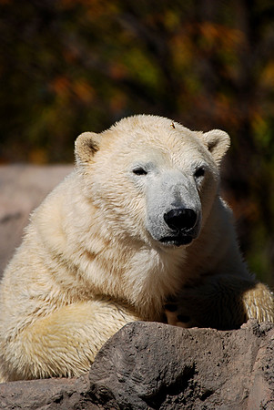 Polar Bear