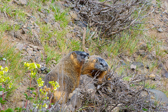 (�2009) Yellow-bellied Marmot