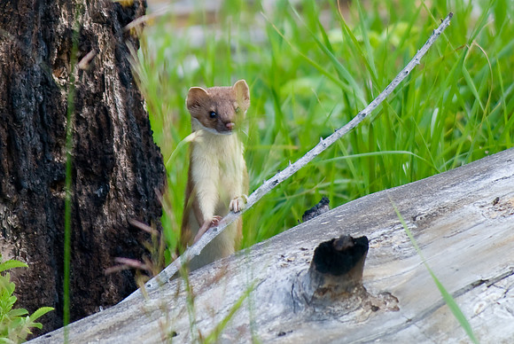 (�2009) Long-tailed Weasel