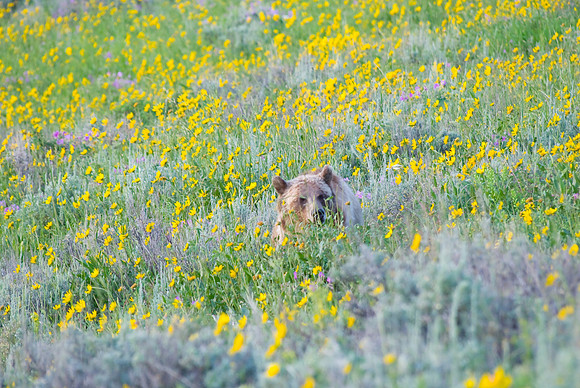 (�2009) Grizzly Bear (Juvenile)