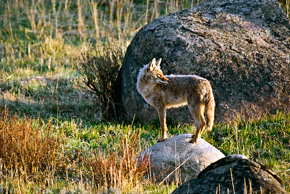 (�2010) Coyote