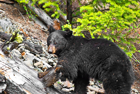 (�2010) "Rosie" (Black Bear sow and cub)