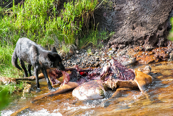 (�2012) Grey Wolf (Canyon Pack)