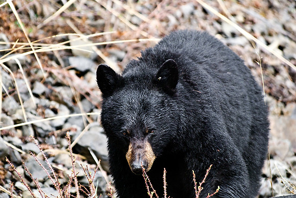 (�2010) Black Bear