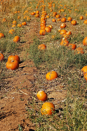 Pumpkin Patch