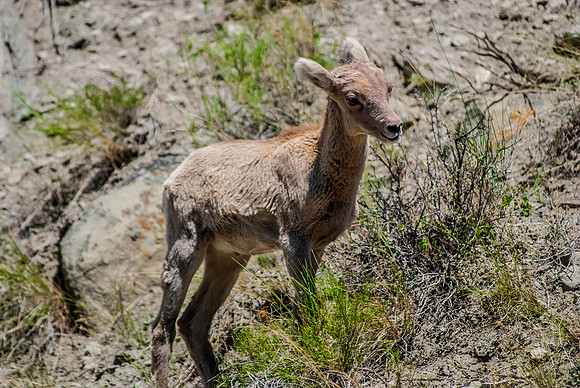 (�2012) Bighorn Sheep