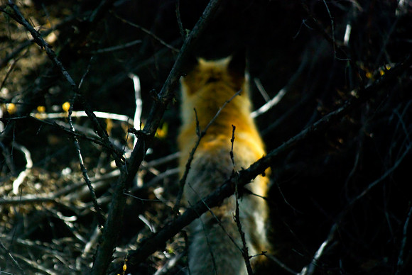 (�2010) Red Fox