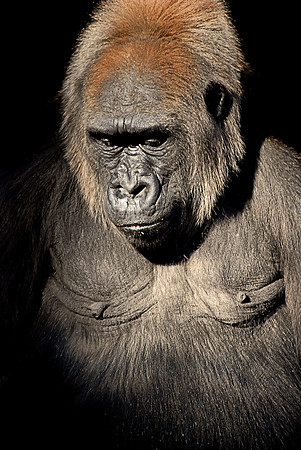Gorilla
