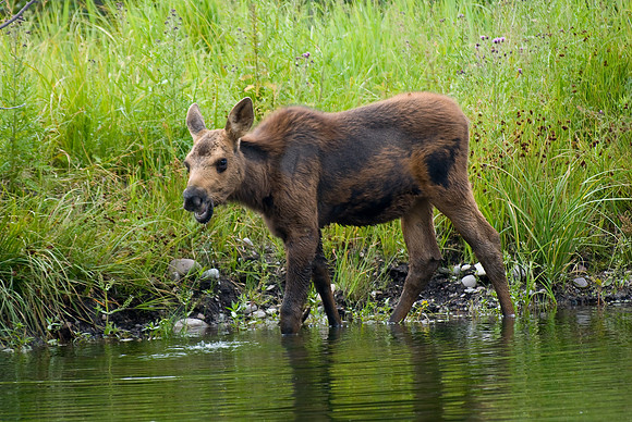 (�2009) Moose (Cow with Calf)
