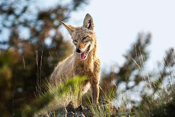 (�2012) Coyote