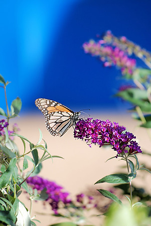 The Monarch