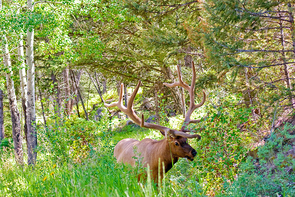 (�2009) Elk (Bull)