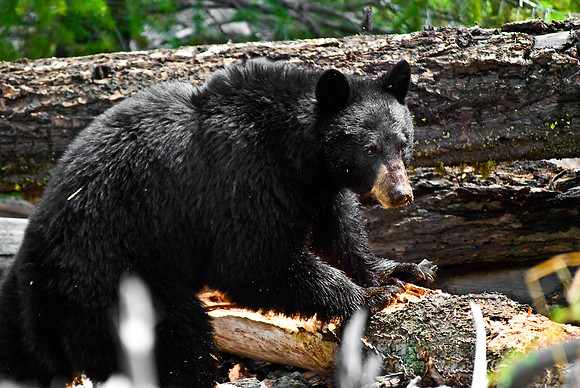 (�2010) "Rosie" (Black Bear sow and cub)