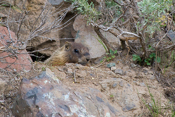 (�2009) Yellow-bellied Marmot