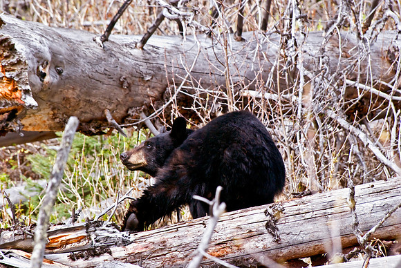 (�2010) Black Bear