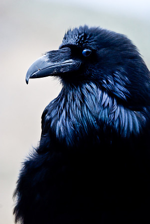 (�2010) Raven (Common Raven)