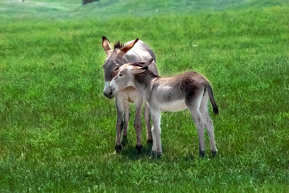 (�2012) Wild Donkey