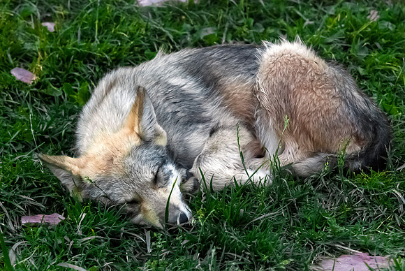 (�2012) Grey Wolf (Canyon Pack)