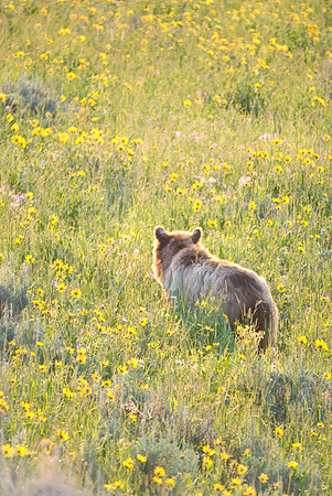 (�2009) Grizzly Bear (Juvenile)