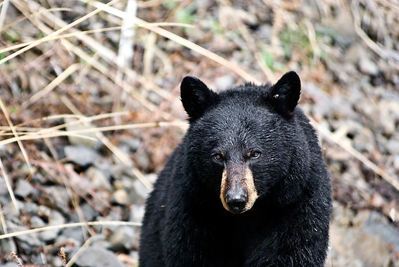 (�2010) Black Bear