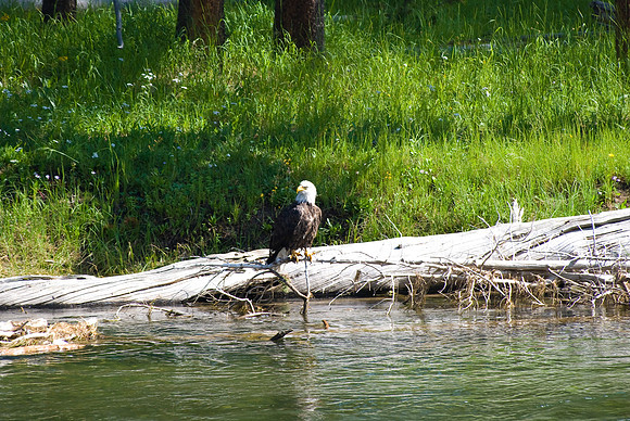 (�2009) Bald Eagle