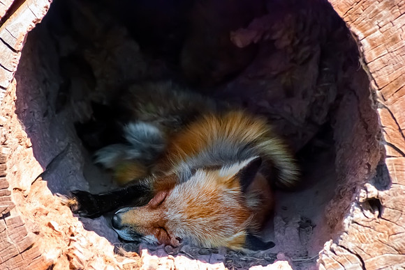 (�2012) Red Fox