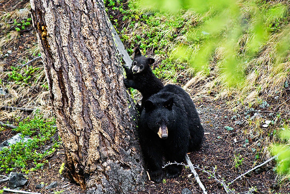 (�2010) "Rosie" (Black Bear sow and cub)
