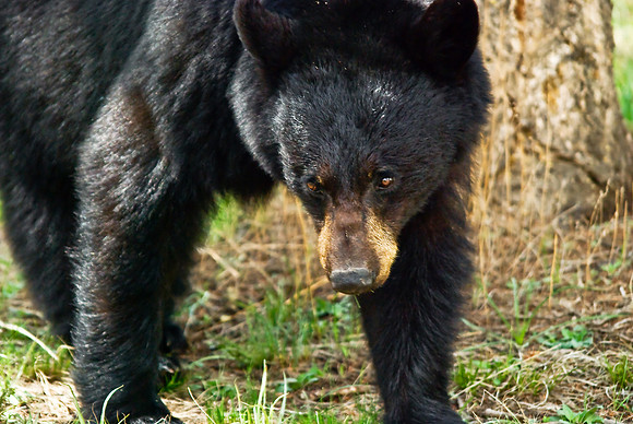 (�2010) Black Bear