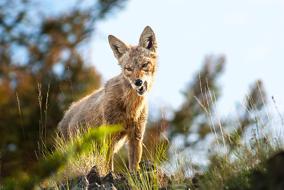 (�2012) Coyote