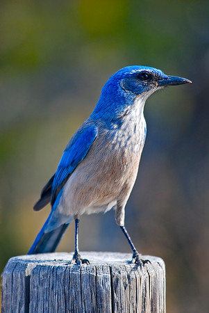 Stellar Female